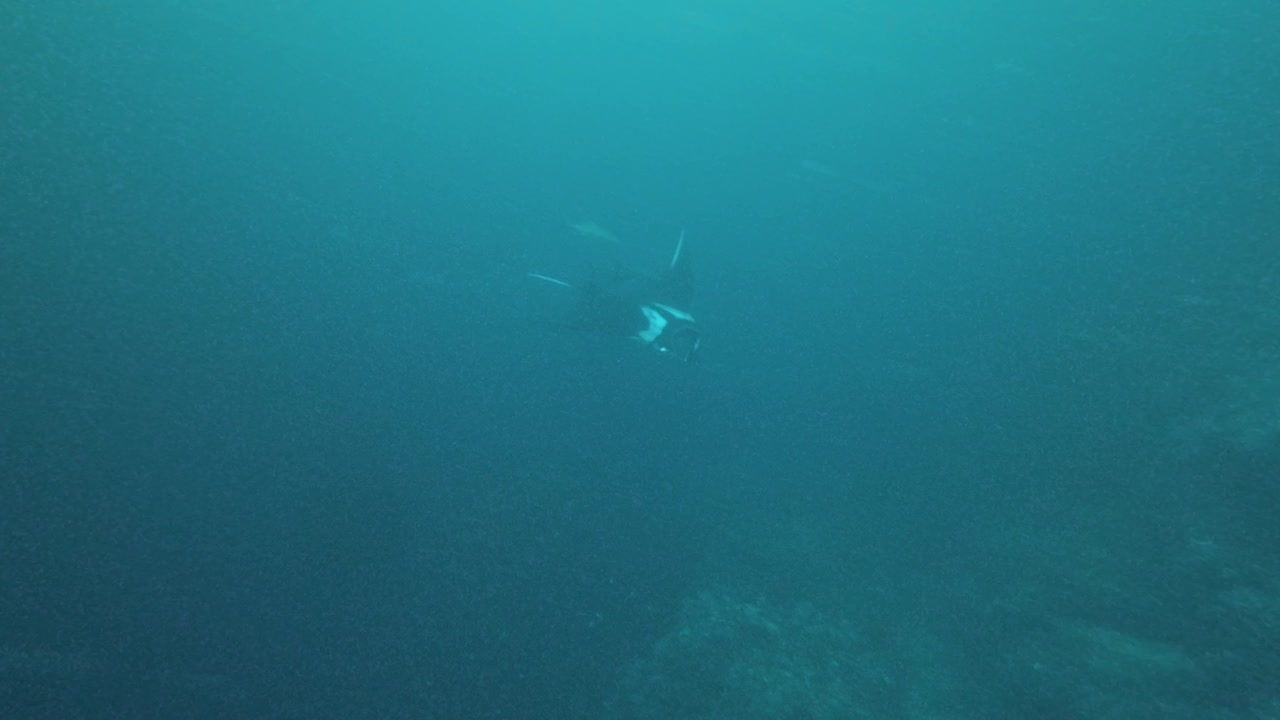 深海里的蝠鲼鳐(蝠鲼)和Cobia视频下载