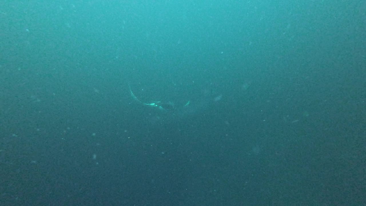 海洋蝠鲼(蝠鲼)与蛇的水下特写视频下载