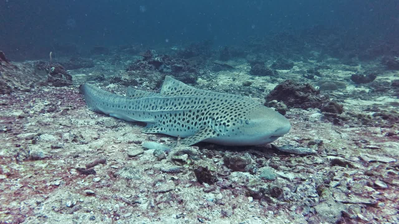 成年野生雄性豹斑鲨(Stegostoma fasciatum)视频下载