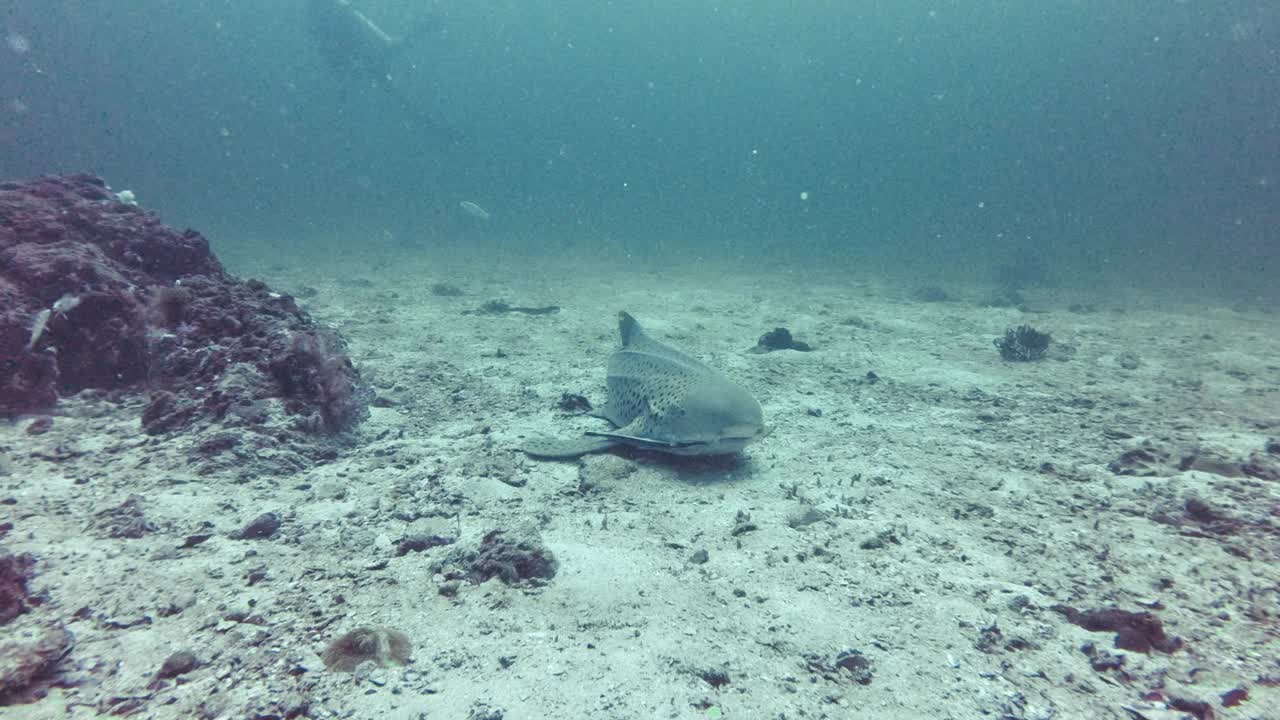 海底的雄性豹鲨视频下载