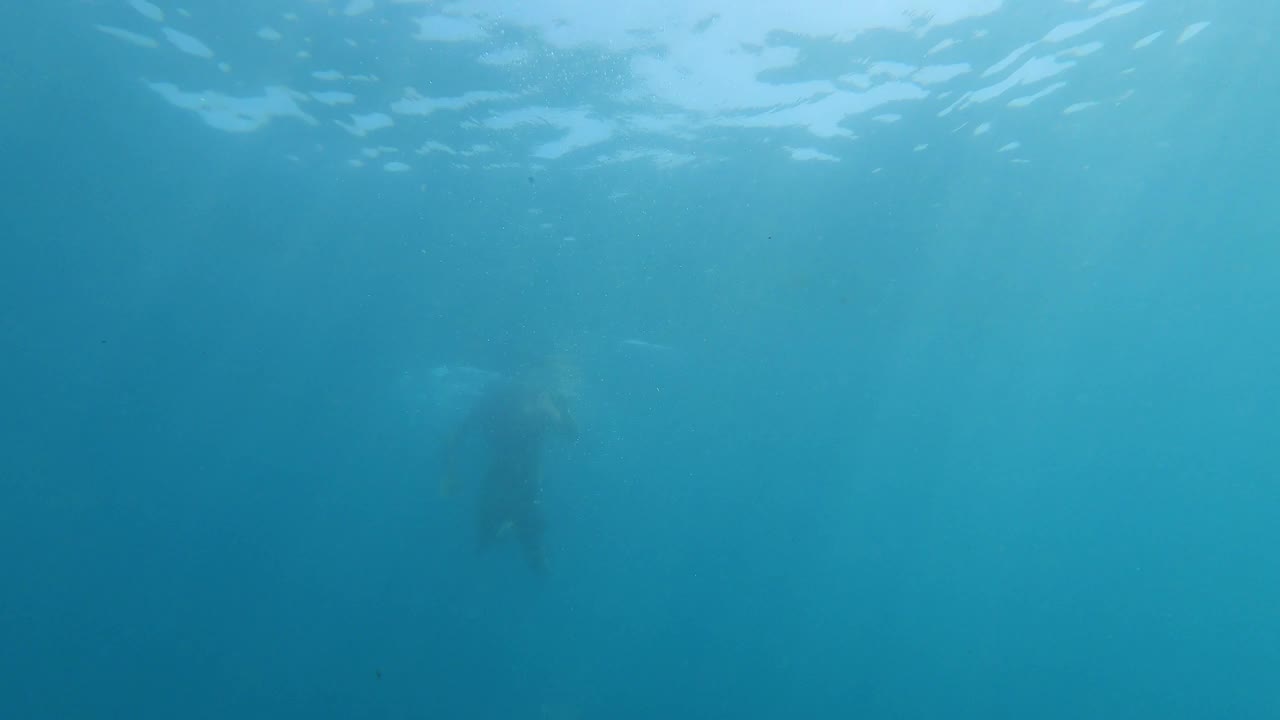 人在海里游泳的底图视频下载