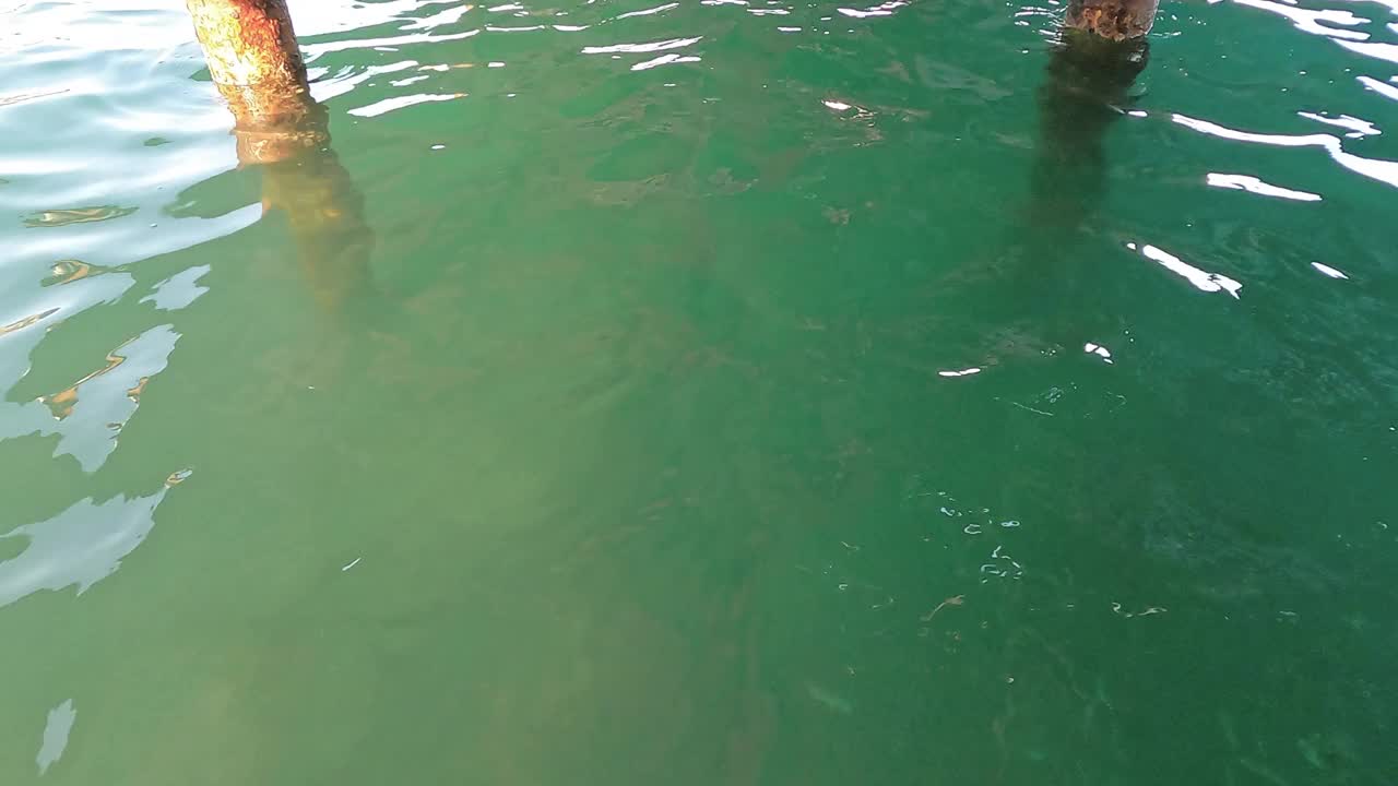 男子在码头下游泳视频下载
