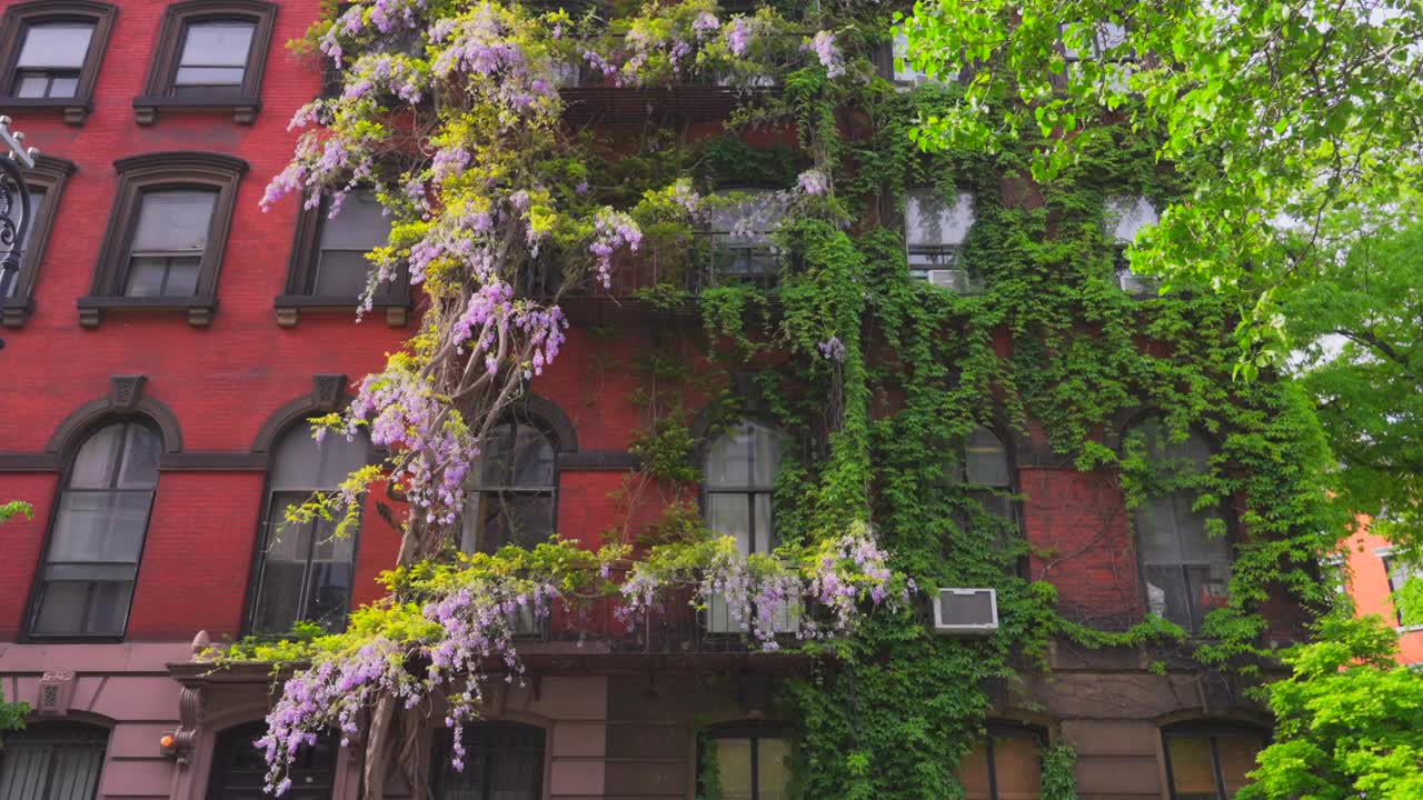 紫藤盛开在东村阿贝勒贝沃尔三角周围的公寓楼墙上视频下载
