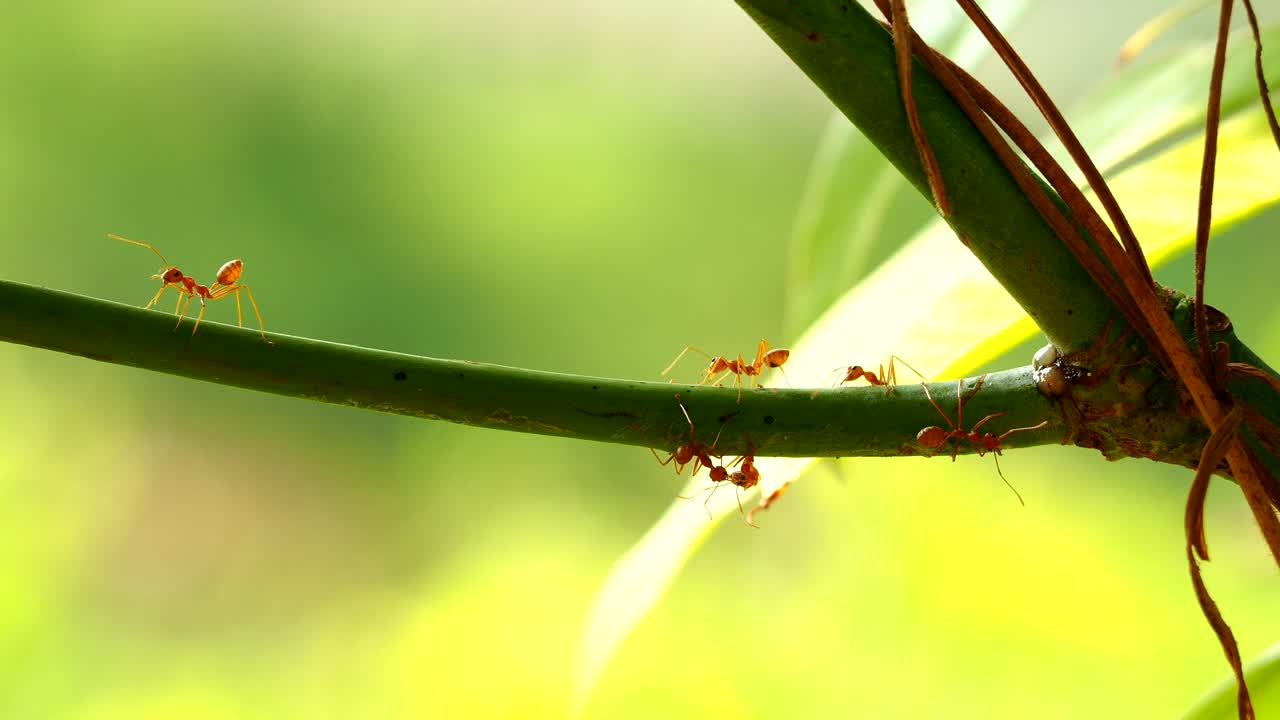 蚂蚁爬在树枝上视频下载