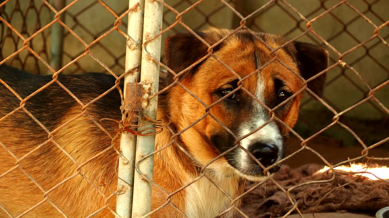 笼子里的孤独狗视频下载