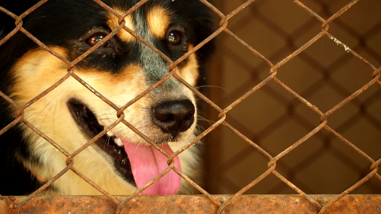 笼子里的孤独狗视频下载
