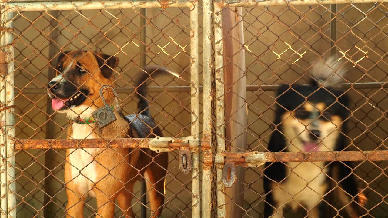 笼子里的两只狗视频下载