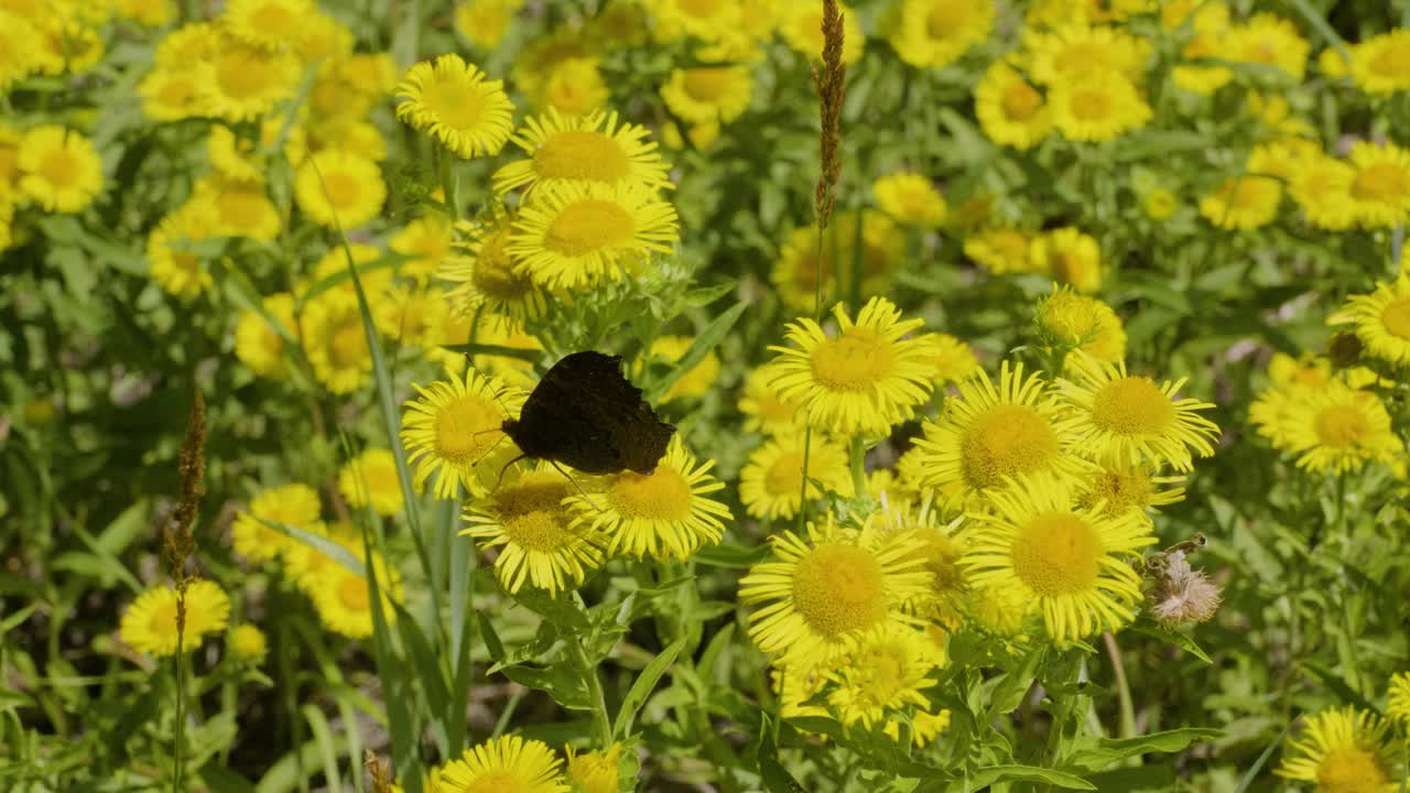 乌拉尔南部，蜜蜂在英国黄头花(Pentanema britannica)上。视频下载