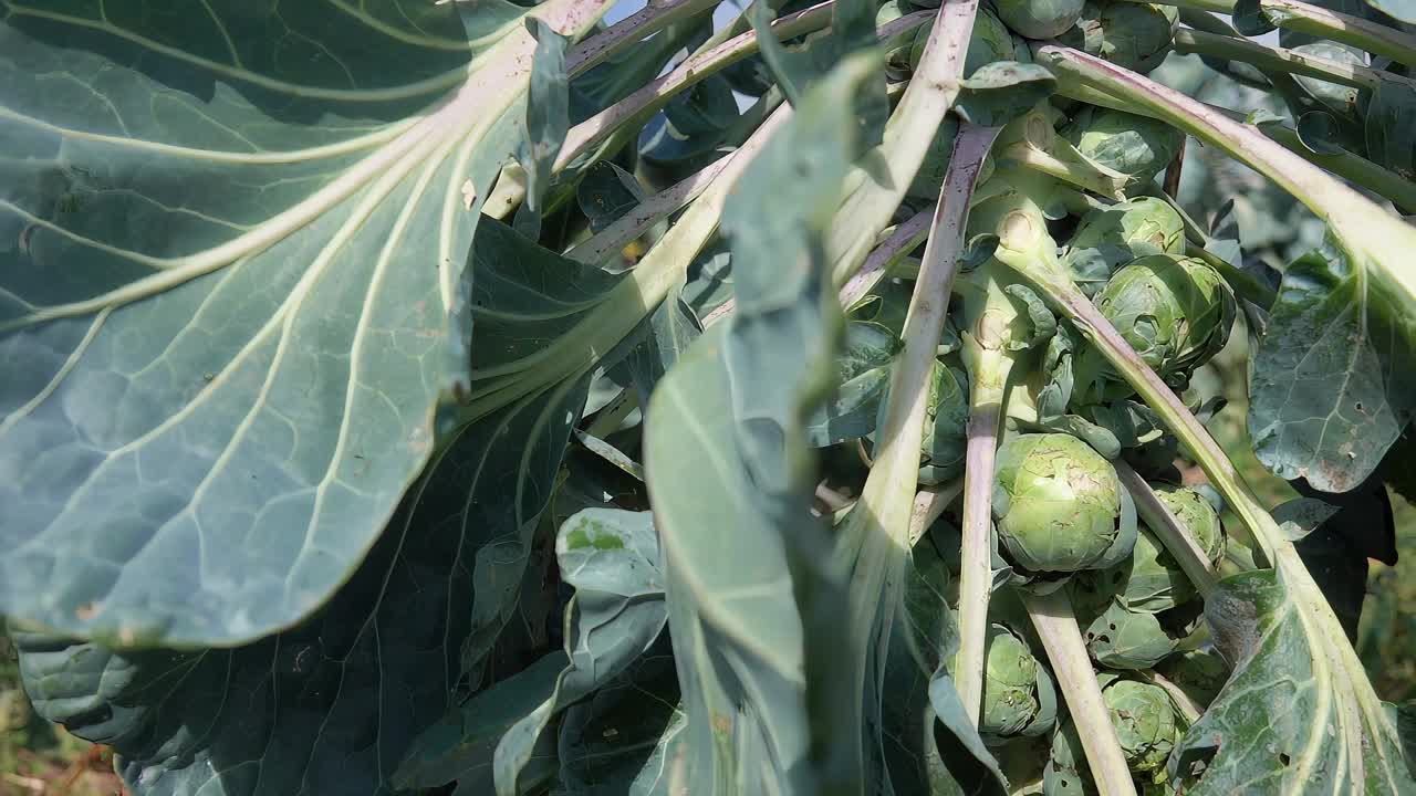 手把叶子收起来，从绿色的茎上收获成熟的抱子甘蓝视频下载
