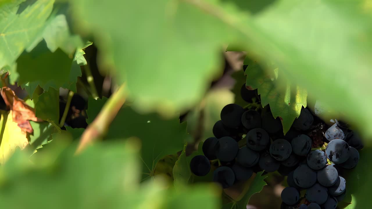 成熟的深色葡萄的葡萄藤全景图视频下载