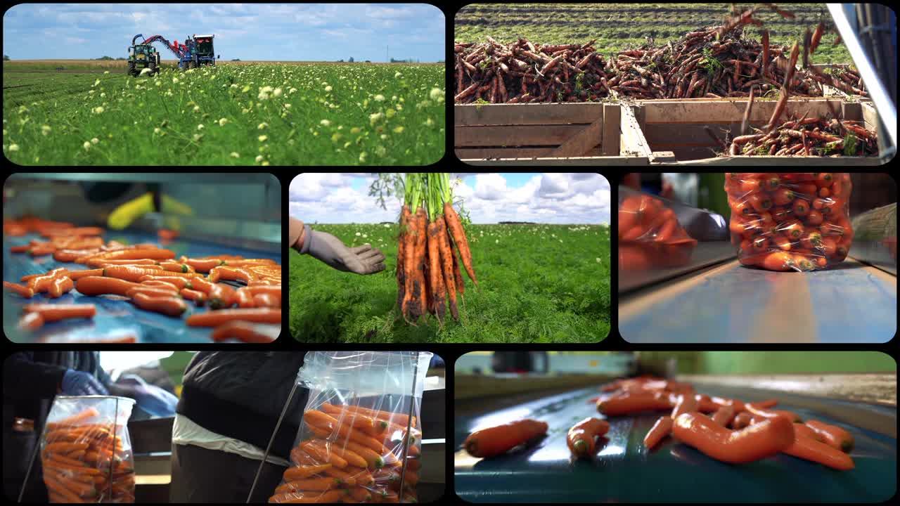 胡萝卜和洋葱的生产视频下载