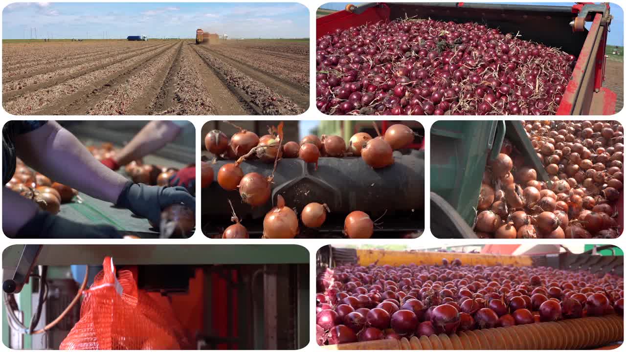 洋葱和胡萝卜生产和采后处理-动态分屏视频视频下载