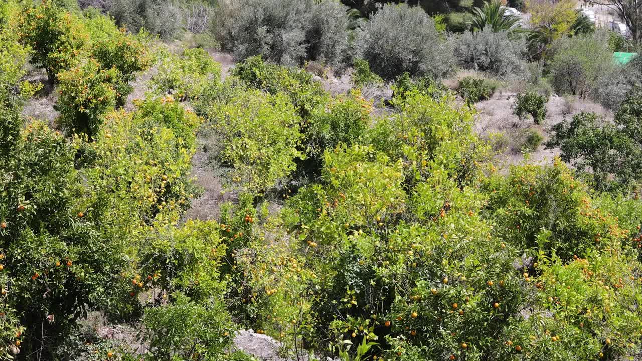 一个阳光明媚的夏日，在西班牙阿利坎特的El Castell de Guadalest镇，一大群橘子树在田野里视频下载