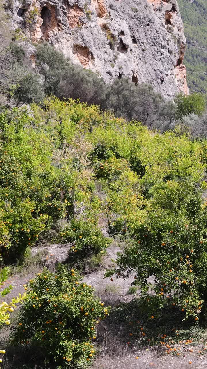 一个阳光明媚的夏日，在西班牙阿利坎特的El Castell de Guadalest镇，一大群橘子树在田野里的肖像镜头视频下载