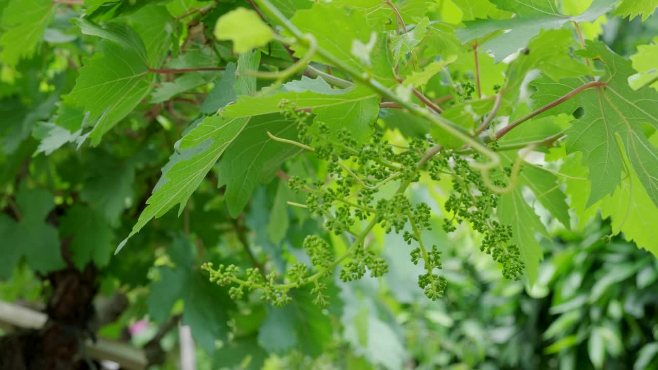 葡萄开花的过程葡萄的工业化种植。一串未成熟的葡萄在农场的藤蔓上生长。明亮阳光下葡萄藤上的白葡萄特写。视频下载