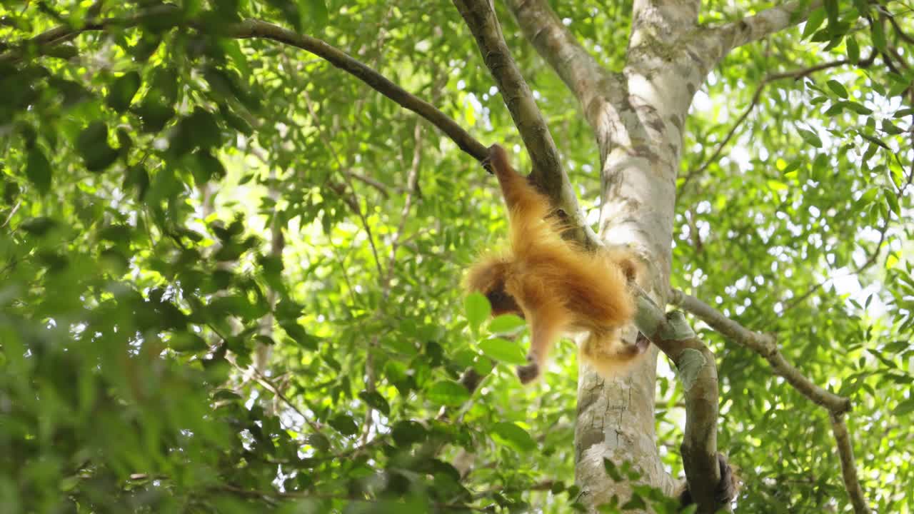 一只猩猩宝宝挂在古南勒泽热带雨林的树枝上视频下载