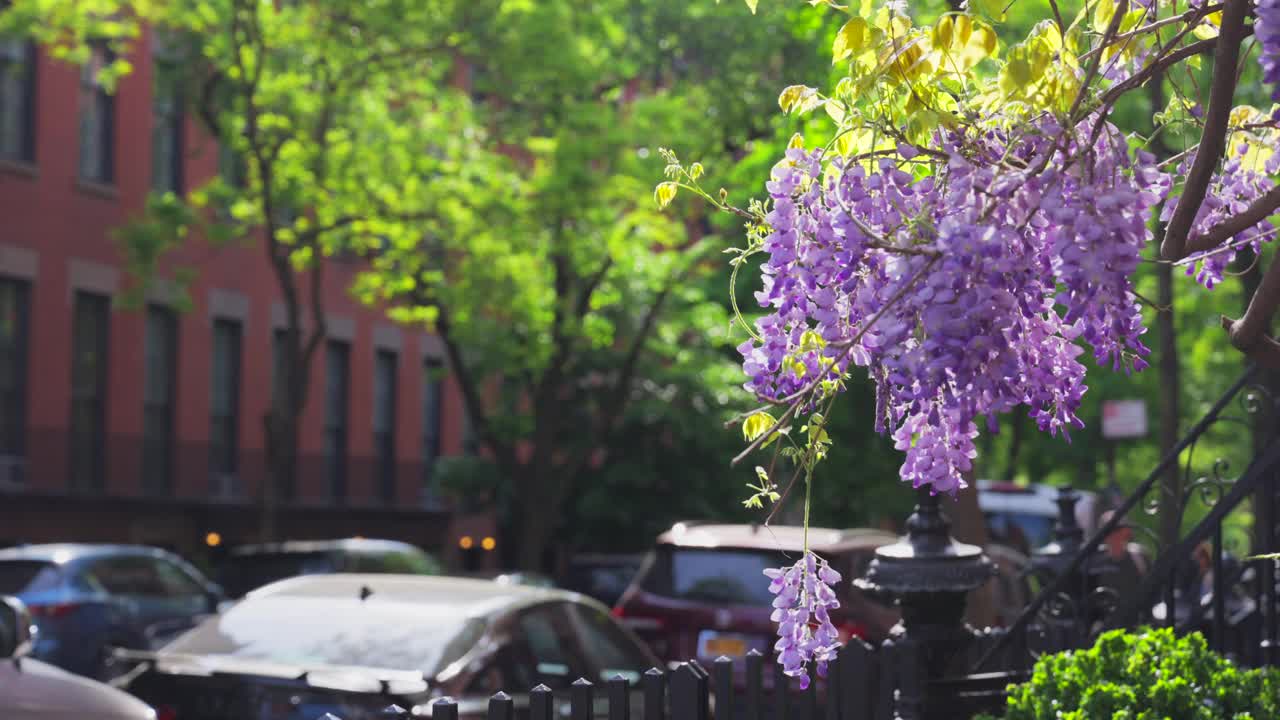 紫藤盛开在纽约东村阿贝勒贝沃尔三角周围的公寓楼墙上视频下载
