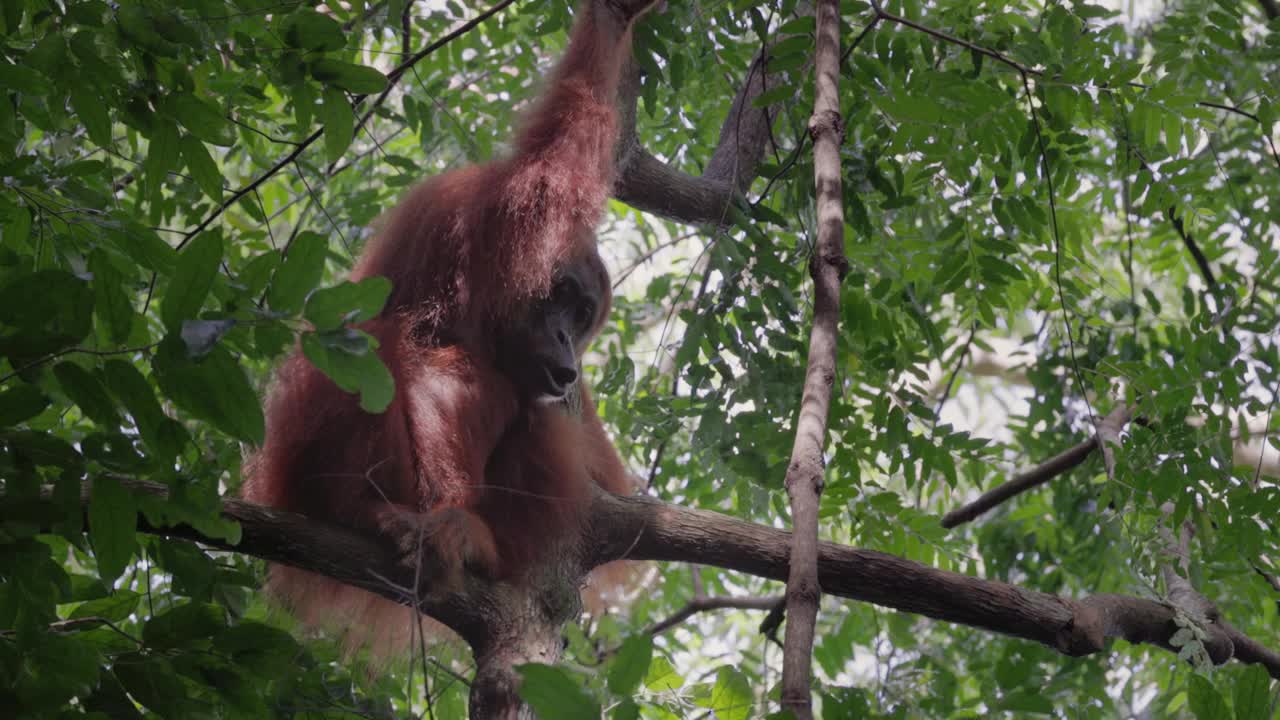 一只雌性苏门答腊猩猩坐在树枝上的低角度镜头视频下载