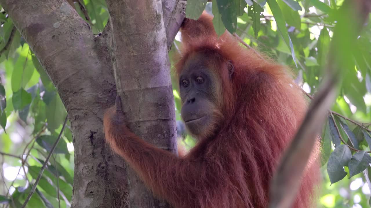 雌性苏门答腊猩猩转过头，看着森林里的摄像机视频下载