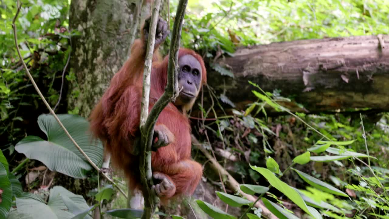 一只雌性苏门答腊猩猩坐在热带雨林的藤蔓上打哈欠视频下载