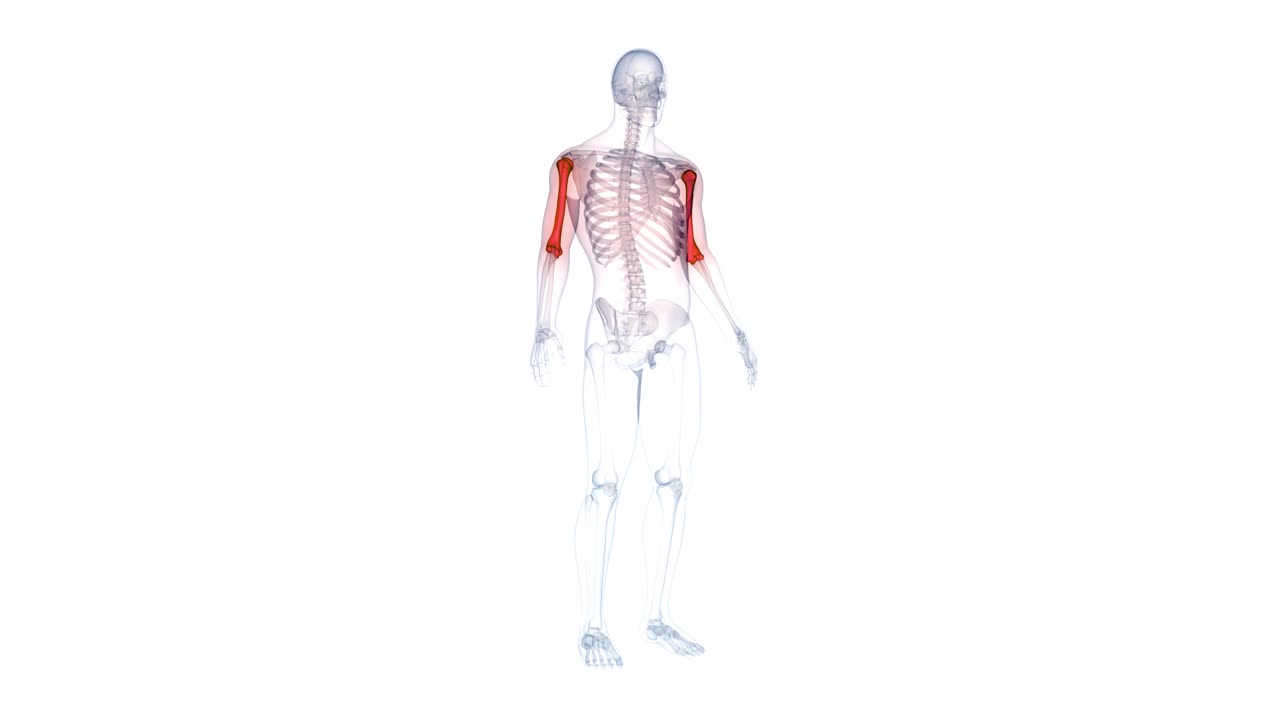 人体骨骼系统肱骨关节解剖动画概念视频下载