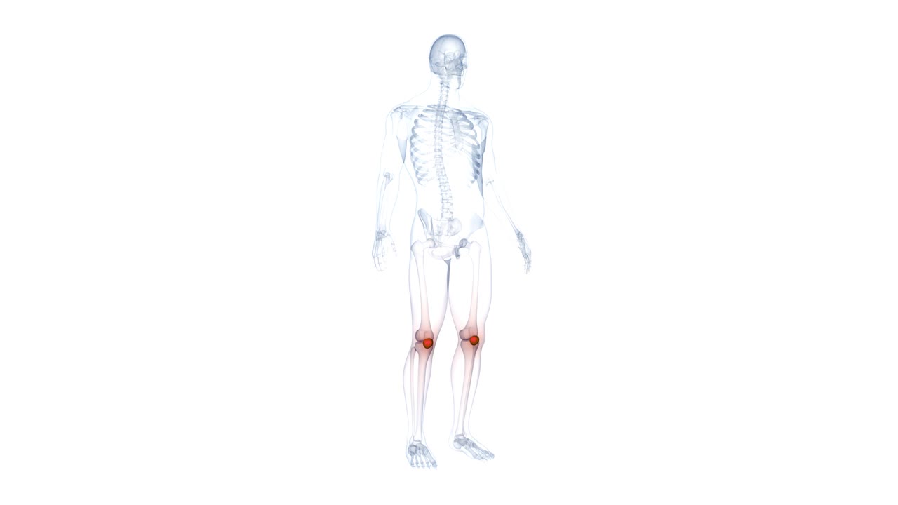 人体骨骼系统髌骨关节解剖动画概念视频下载