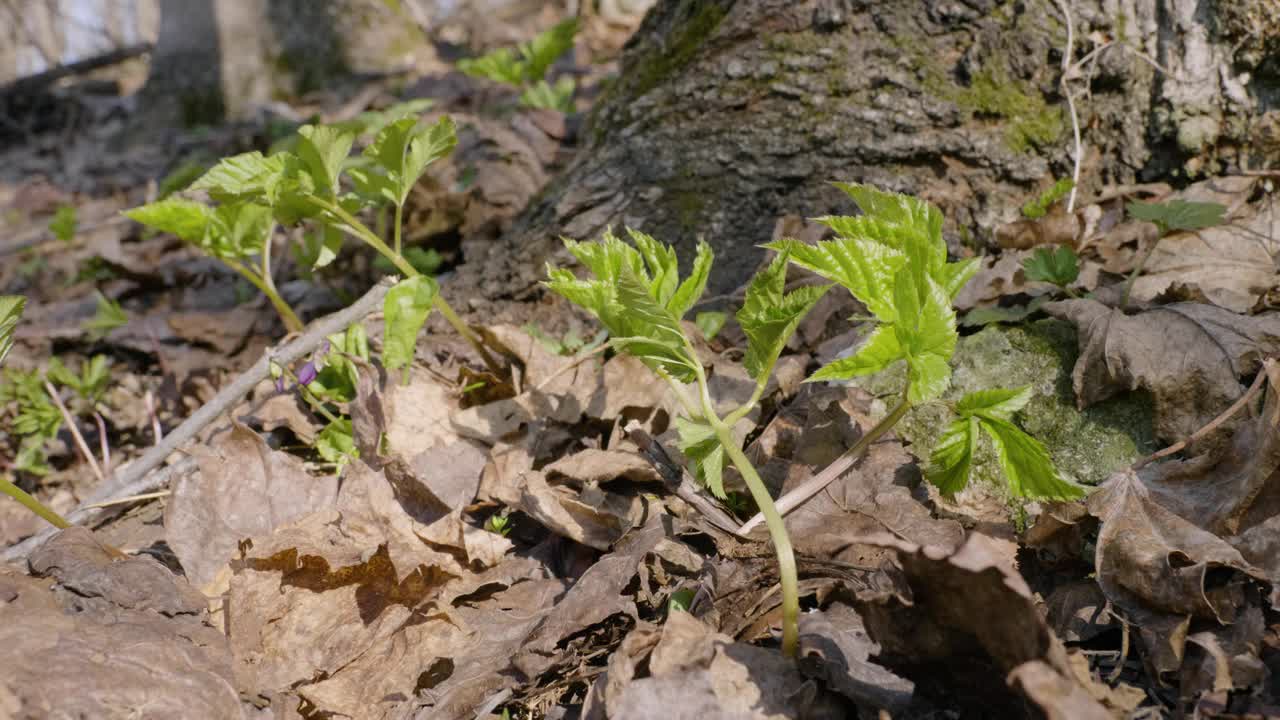 春天，乌拉尔南部森林中的地接骨木(Aegopodium podagraria)的芽。视频下载