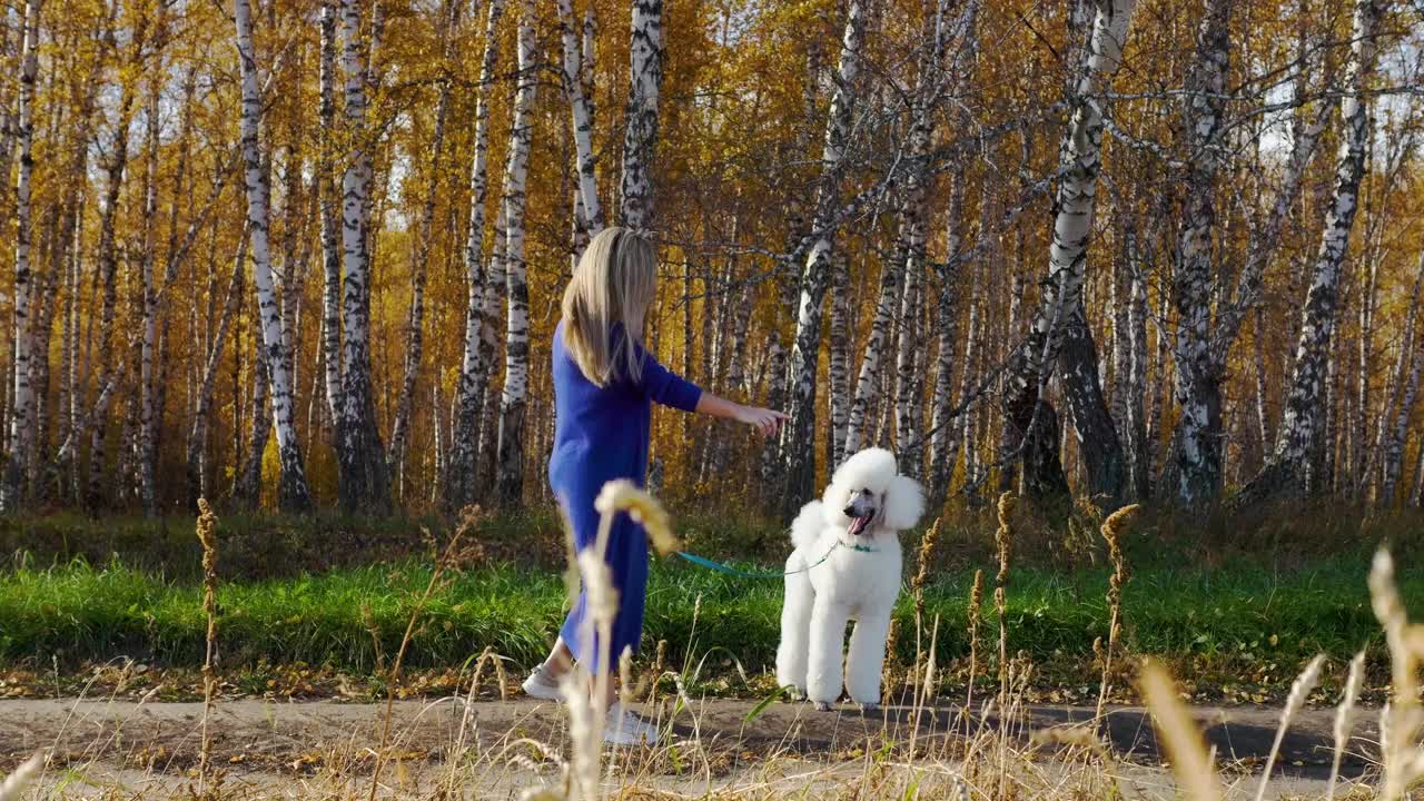 秋天阳光明媚的一天，主人牵着狗带在森林里遛宠物视频下载