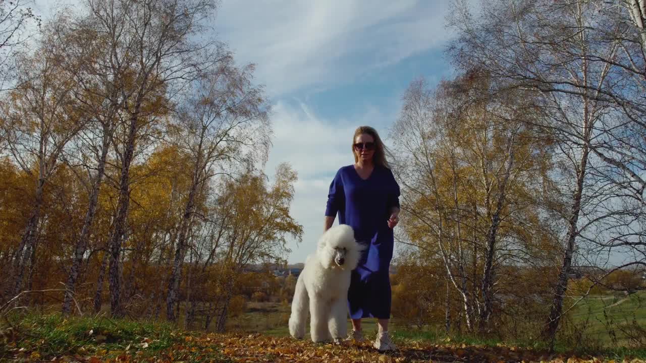 高加索成年30-35岁女性在外面与白色贵宾犬玩耍视频下载