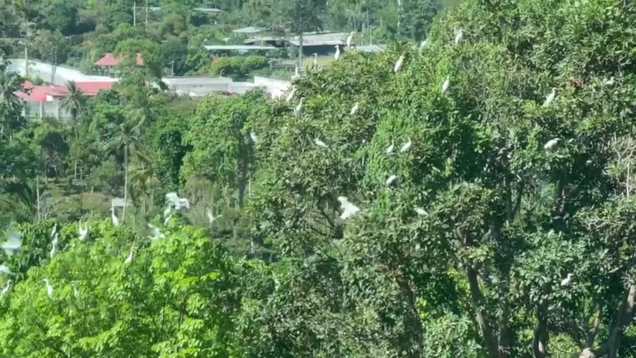白鹭鸟坐在树上视频下载