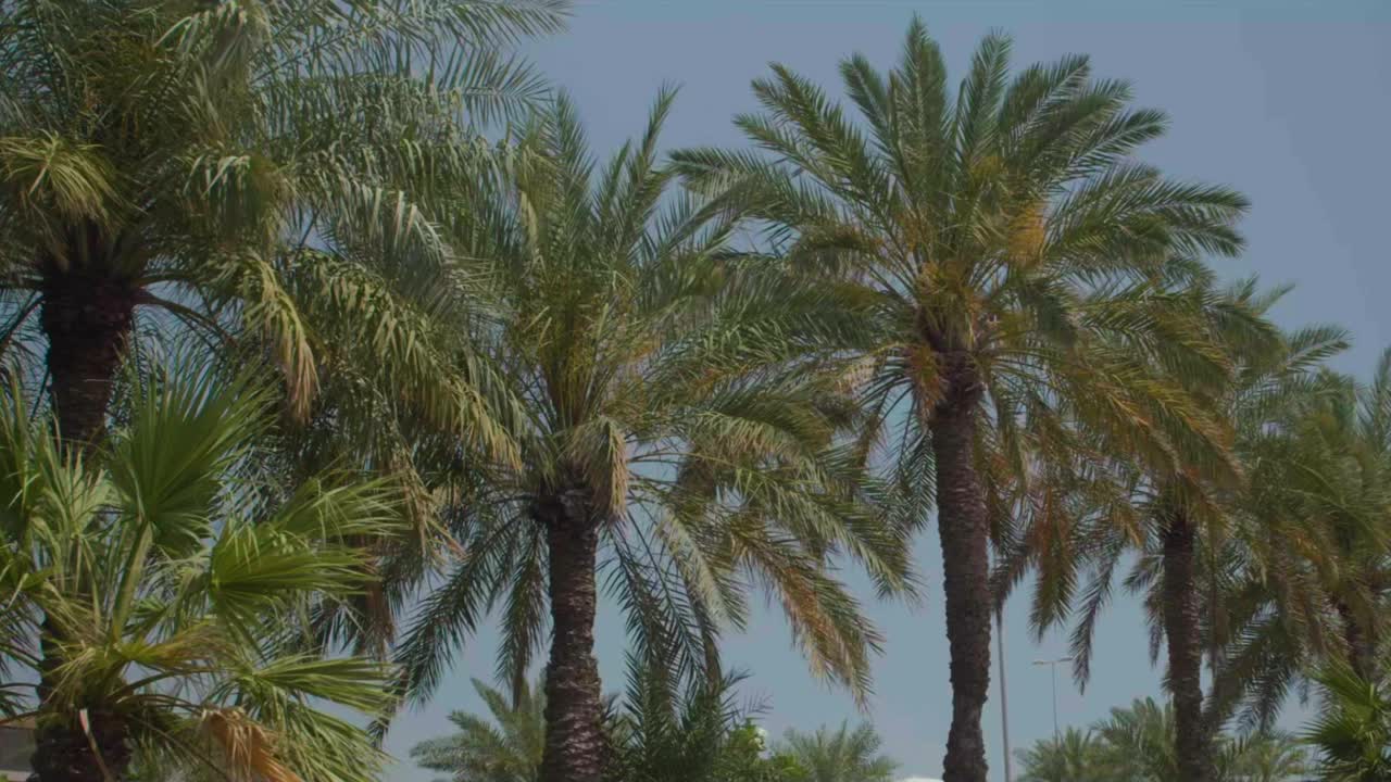 Al Muharraq的棕榈树视频下载