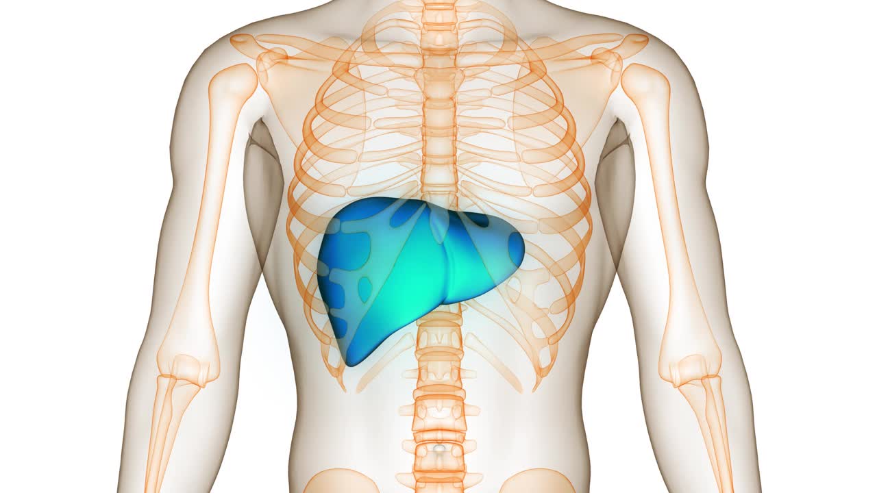 人体内部消化器官肝脏解剖动画概念视频下载