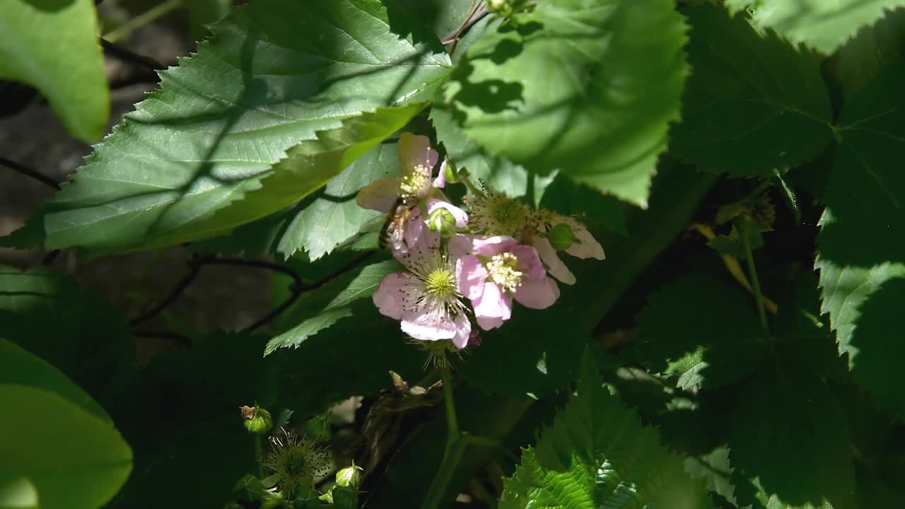 黑莓花的蜜蜂花视频下载