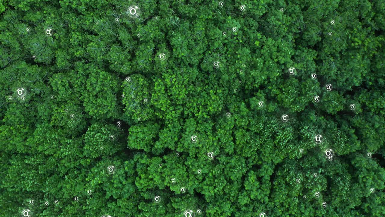 从空中俯瞰绿色森林，呼吸新鲜空气视频下载