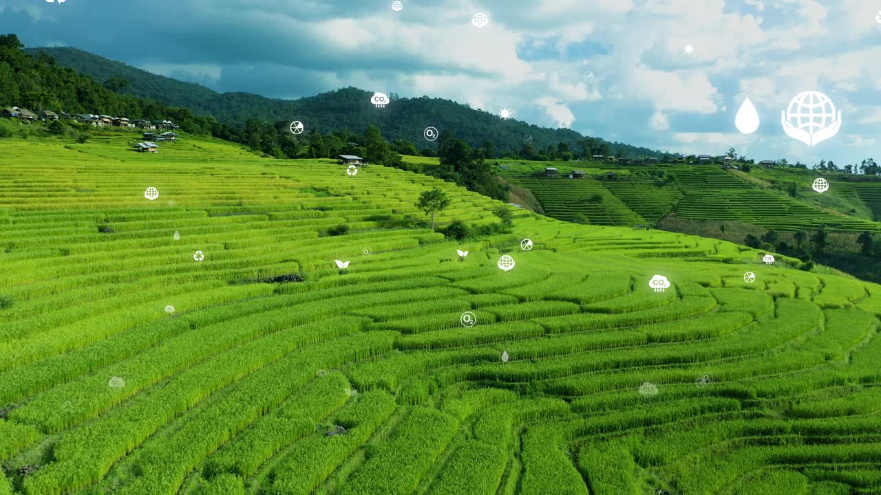 可持续有机水稻种植鸟瞰图视频下载