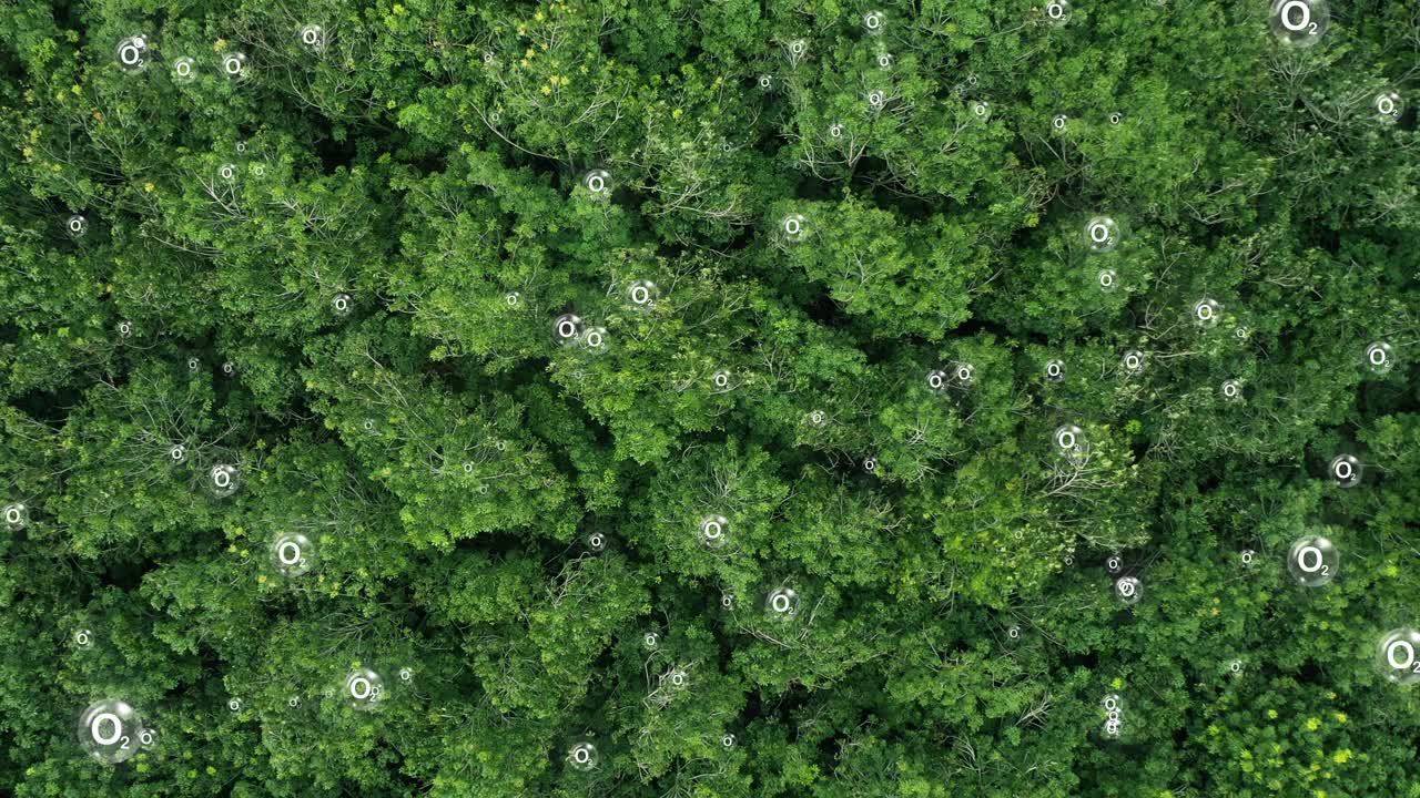 从空中俯瞰绿色森林，呼吸新鲜空气视频下载