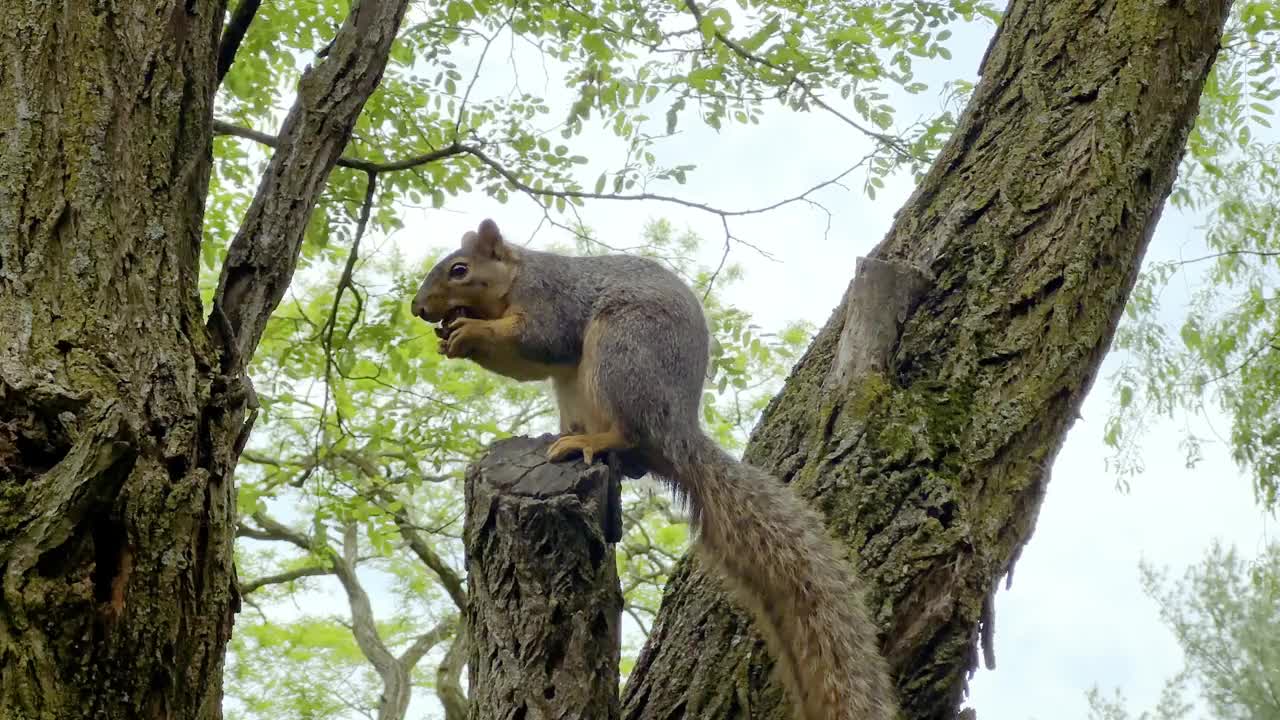 树上的北美松鼠视频下载