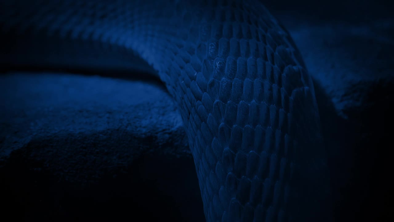 蛇的身体在夜间移动视频下载
