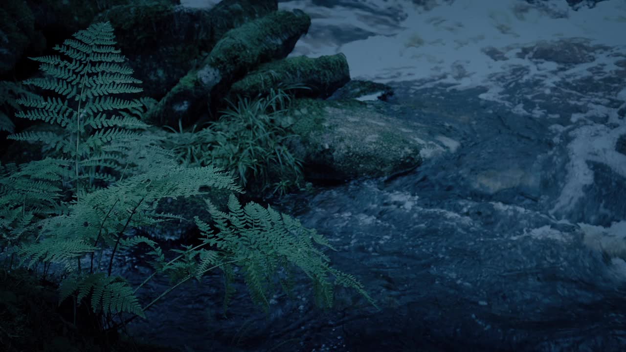 黄昏时河边的蕨类植物视频下载