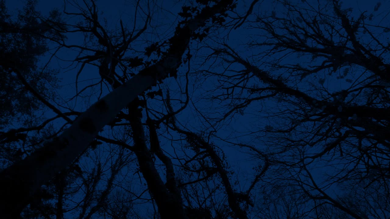 晚上从令人毛骨悚然的树下经过视频下载