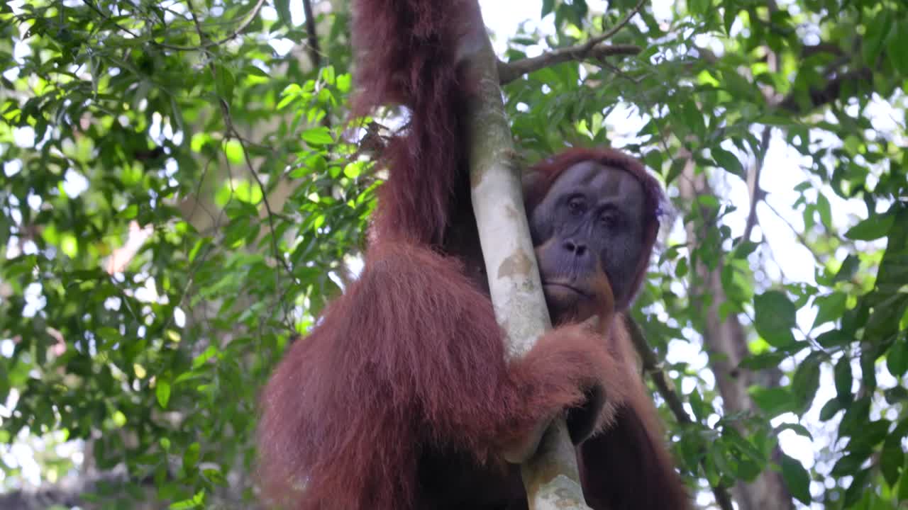 一只年轻的雄性猩猩紧紧抓住热带雨林中的藤蔓视频下载