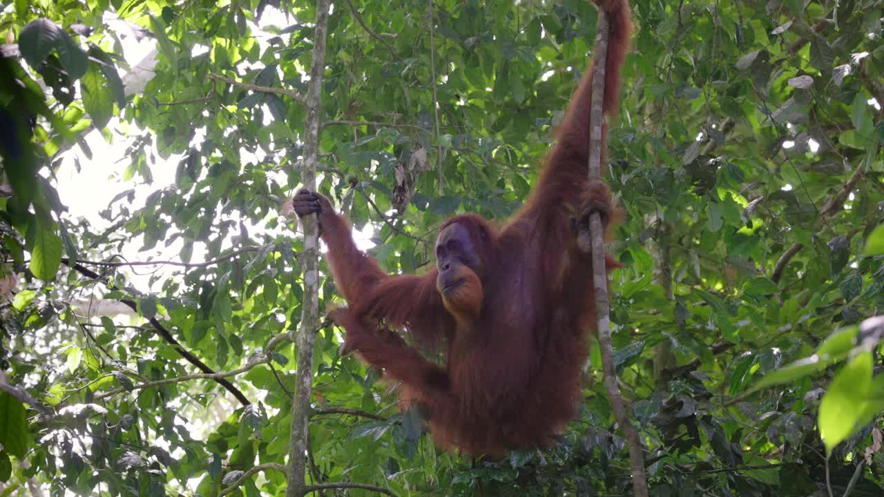 一只年轻的雄性猩猩在藤蔓上荡来荡去，看着镜头视频下载