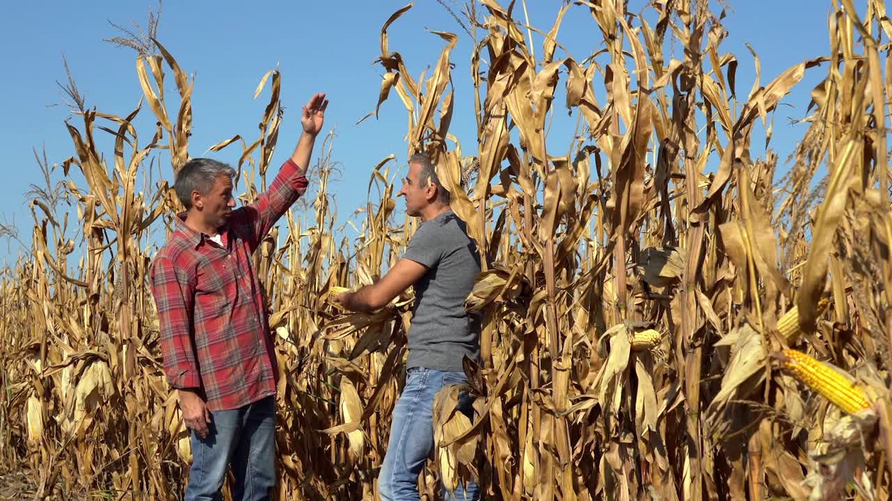 两个农民在玉米地用手机自拍-放大镜头视频下载