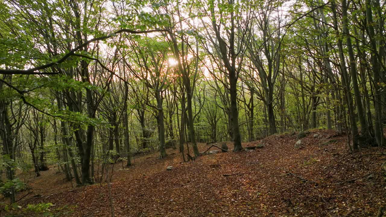 鸟瞰日出，穿过茂密的森林视频下载