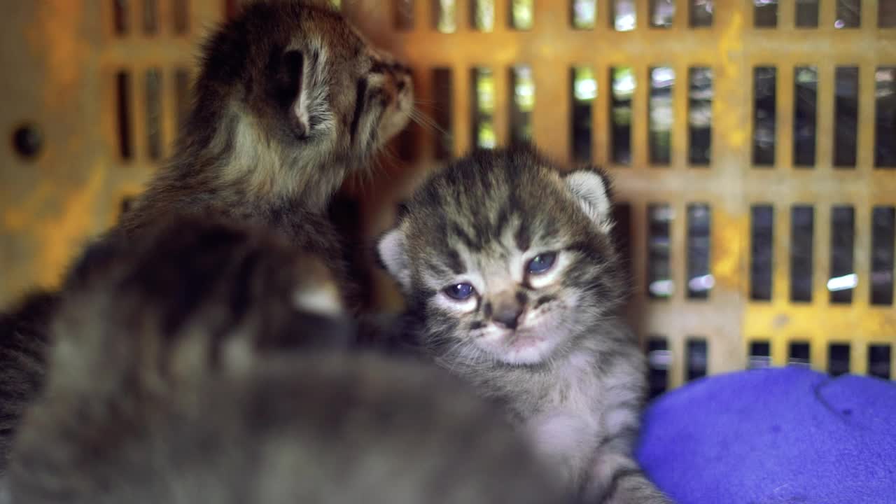 妈妈给小猫喂奶给小猫喂奶。视频素材
