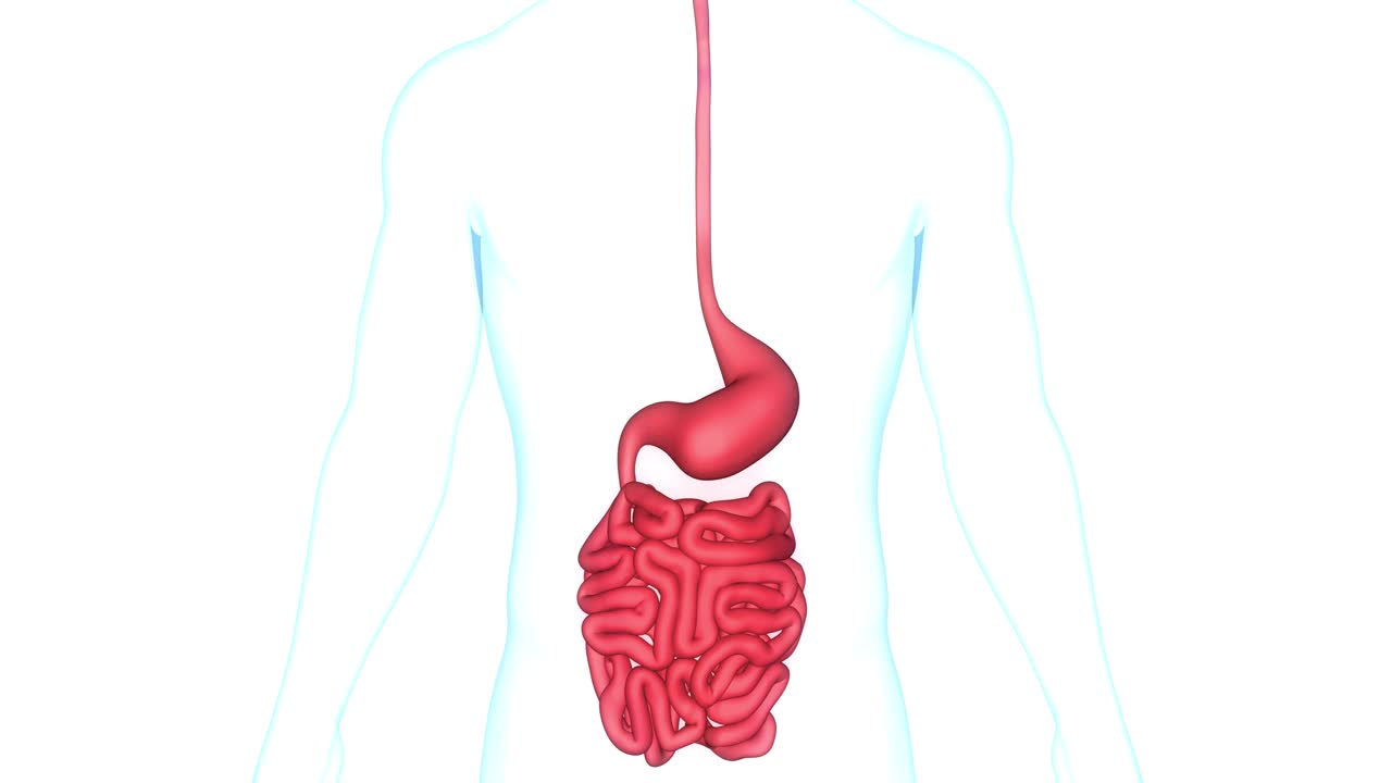 人体消化系统胃与小肠解剖动画概念视频下载
