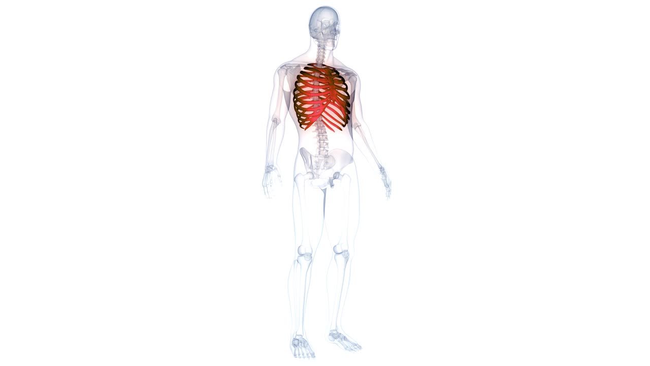 人体骨骼系统肋骨笼骨关节解剖动画概念视频下载