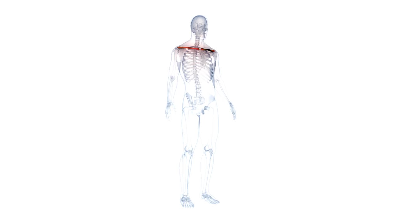 人体骨骼系统锁骨关节解剖动画概念视频下载