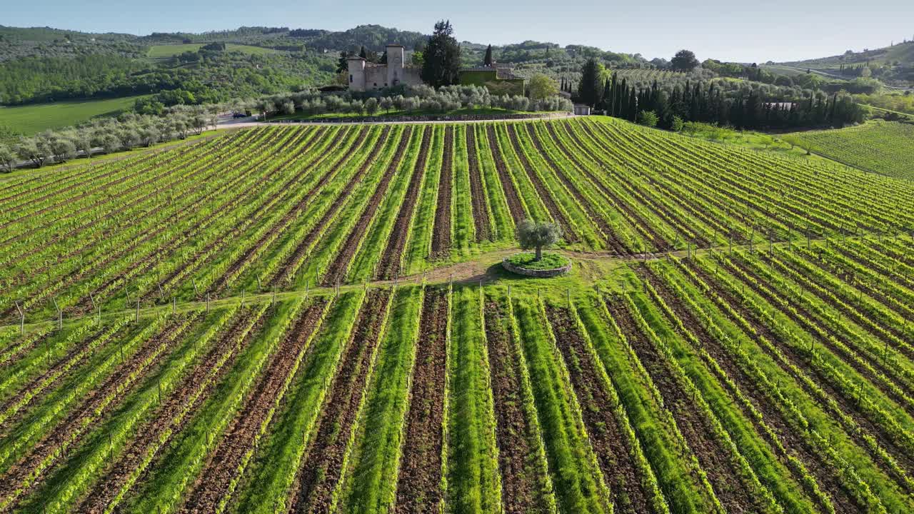 圆形鸟瞰在意大利的基安蒂古典区年轻的葡萄园在山上附近的梅尔卡塔莱瓦尔迪佩萨(佛罗伦萨)。一排排的意大利葡萄园。托斯卡纳。意大利。视频下载