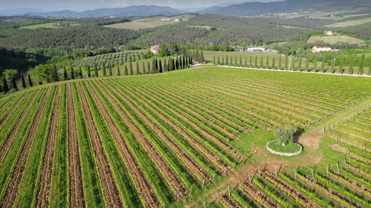 鸟瞰意大利古典基安蒂葡萄园成排的年轻葡萄园，坐落在靠近佛罗伦萨梅尔卡塔莱山谷的山上。一排排的意大利葡萄园。托斯卡纳。意大利。视频下载